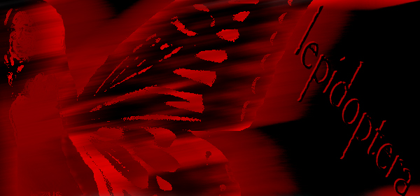 the-scarlet-morpho-butterfly-home